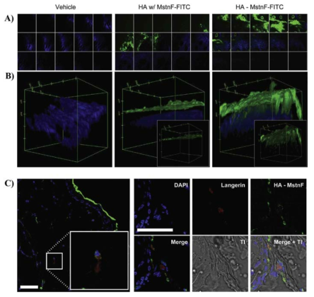 In vivo two-photon microscopic (A) cross-sectional view and (B) 3-D projection of mouse skin treated with HA-MstnF-FITC conjugate. The blue fluorescence represents collagen fibers. (C) Ex vivo confocal microscopic images after staining of langerin in Langerhans cells (scale bar= 50 μm)