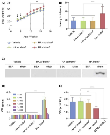 Therapeutic effect of HA-MstnF conjugate on (A) body weights, (B) latency to fall (sec) in the rotarod test of mdx mice, (C) the binding of antigen specific IgGs from mdx mice sera to myostatin, (D) ELISA titration of IgG from mdx mice, and (E) serum creatine phosphokinase (CPK) levels