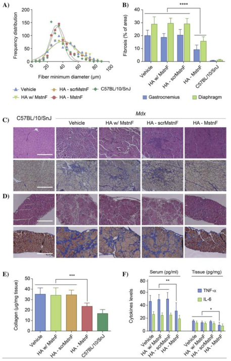 Effect of transdermal immunization on (A) the minimum diameter distribution of gastrocnemius muscle fibers and (B) the ratio of the fibrotic area to the total area in the gastrocnemius and diaphragm muscle (n=5). Histological analysis of (C) gastrocnemius muscles and (D) diaphragm muscles after staining with hematoxylin and eosin (top) and Masson’s trichrome (bottom) (scale bar = 200 μm). Effect of the transdermal immunization on (E) collagen contents and (F) inflammatory cytokine levels in gastrocnemius muscle of mdx mice at the age of 16 weeks (n = 7)