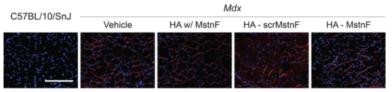 Immnohistochemical staining of representative tissue sections of gastrocnemius muscles in mdx mice to visualize the utrophin expression in red. DAPI was used to co-stain the nuclei in blue (scale bar = 200 μm)