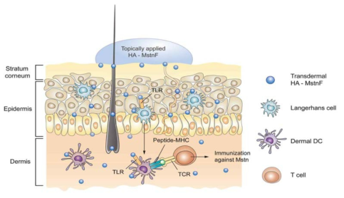 Schematic illustration for the transdermal delivery of self-adjuvanted hyaluronate (HA) - antigenic peptide (myostatin fragment, MstnF) conjugate and the following immunization against myostatin