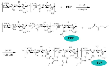 Schematic representation for the synthesis of HA-EGF conjugate