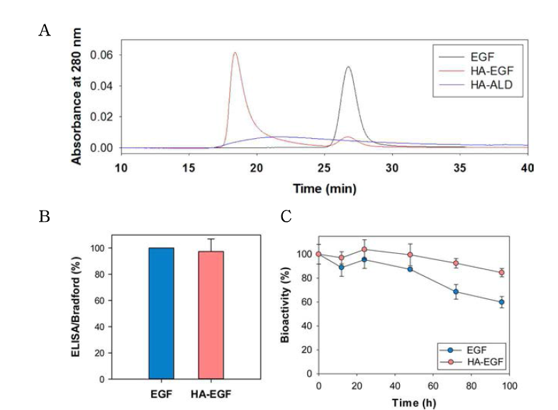 (A) Gel permeation chromatogram (GPC) of EGF and HA-EGF conjugate. (B) The ratios of EGF concentrations in HA-EGF conjugates determined by ELISA and Bradford assay (n = 4). (C) In vitro serum stability of EGF and HA-EGF conjugate in the human serum (n = 3)