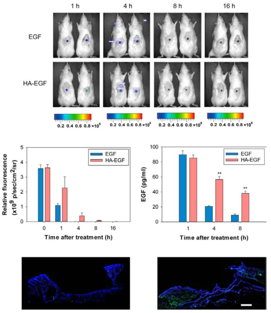 In vivo monitoring of EGF and HA-EGF conjugate in wound tissues