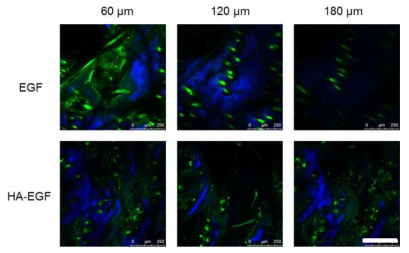 Two-photon microscopic images of FITC-labeled epidermal growth factor (EGF-FITC) and hyaluronate-EGF (HA-EGF-FITC) conjugate incorporated in HA patch films 4 h after treatment on normal skin tissues