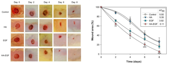 Photographic images of wound areas for 8 days and the changes in measured wound area after treatment with HA patch films, HA patch films incorporating epidermal growth factor (EGF) and hyaluronate–EGF (HA-EGF) conjugate (n = 5)