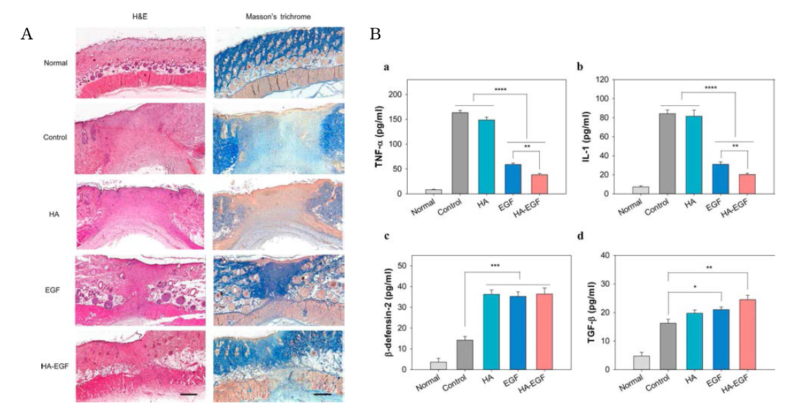 (A) Histological analysis with H&E staining and Masson’s trichrome staining and (B) cytokine analysis for (a) TNF-α, (b) IL-1, (c) β-defensin-2, and (d) TGF-β in the homogenate of dissected wound tissues 8 days after treatment with HA patch films, HA patch films incorporating epidermal growth factor (EGF) and hyaluronate–EGF (HA-EGF) conjugate on wound model tissues (scale bars = 500 μm)