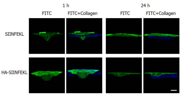 Two-photon microscopic images of 3-dimensional images produced by stacking cross-sectional images 1 h and 24 h after transdermal delivery of FITC-labeled SIINFEKL peptide and hyaluronate-SIINFEKL peptide conjugate (HA-SIINFEKL)-incorporated microneedle. Scale bar indicates 100 ㎛. Blue signal is derived from collagen layer of dermis