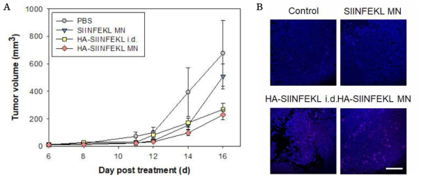 (A) Tumor monitoring after inoculation of B16-OVA melanoma. The samples are treated 6 days before tumor inoculation as prophylactic tumor vaccines. (B) CD8 IHC staining of tumor sections (Blue: DAPI, Red: CD8, scale bar: 200 ㎛)