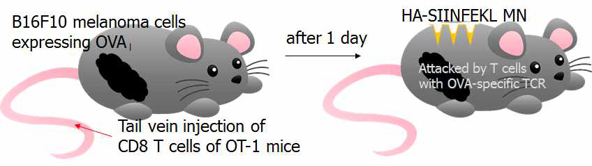 Schematic representation for transdermal application of HA-SIINFEKL microneedle patch for immunotherapy of OVA-expressing melanoma