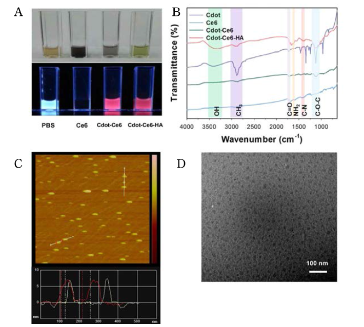 (A) Photo-images and fluorescence images of Cdot, Ce6, Cdot-Ce6, and Cdot-Ce6-HA conjugate in distilled water. (B) FT-IR analysis of Cdot, Ce6, Cdot-Ce6, and Cdot-Ce6-HA conjugate. (C) AFM and (D) TEM images showing the morphology of Cdot-Ce6-HA conjugates