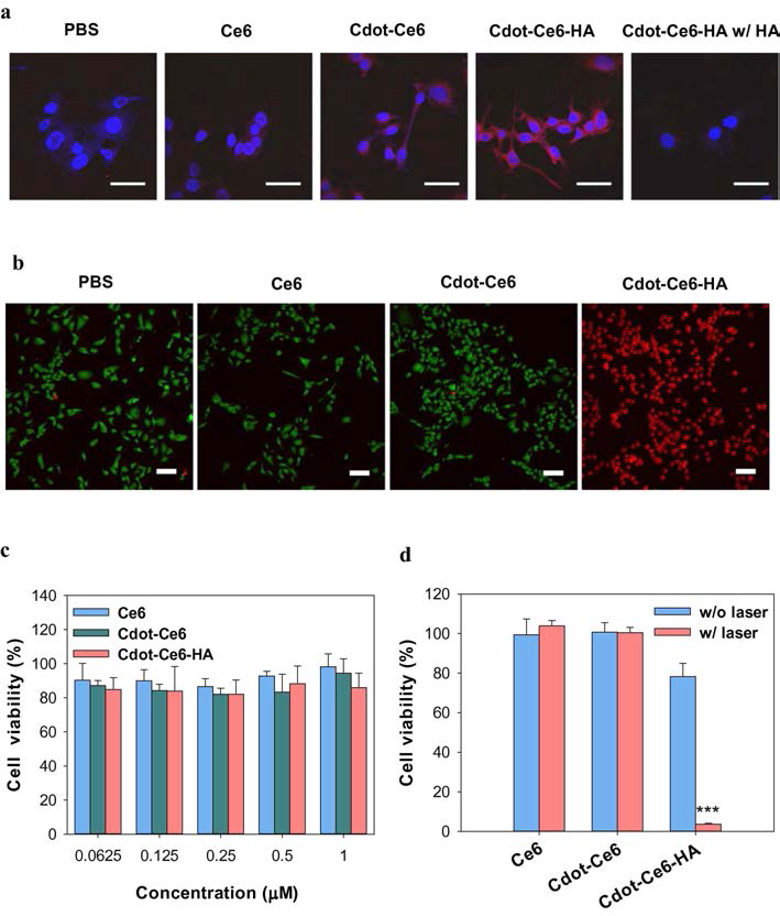 (A) Confocal microscopy of B16F10 cells after treatment with PBS, Ce6, Cdot-Ce6, or Cdot-Ce6-HA conjugate (scale bars = 50 μm) without and with HA pre-incubation (blue: DAPI, red: Ce6). (B) Live/dead assay after in vitro PDT with PBS, Ce6, Cdot-Ce6, or Cdot-Ce6-HA conjugate (scale bars = 100 μm) (green: Calcein AM, red: PI). Cell viability after treatment of B16F10 cells with Ce6, Cdot-Ce6, or Cdot-Ce6-HA conjugate (C) in the absence and (D) presence of laser irradiation for 10 min