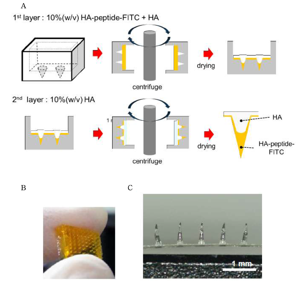 (A) Production procedure, (B) photo-image, and (C) optical image of HA microneedle patch