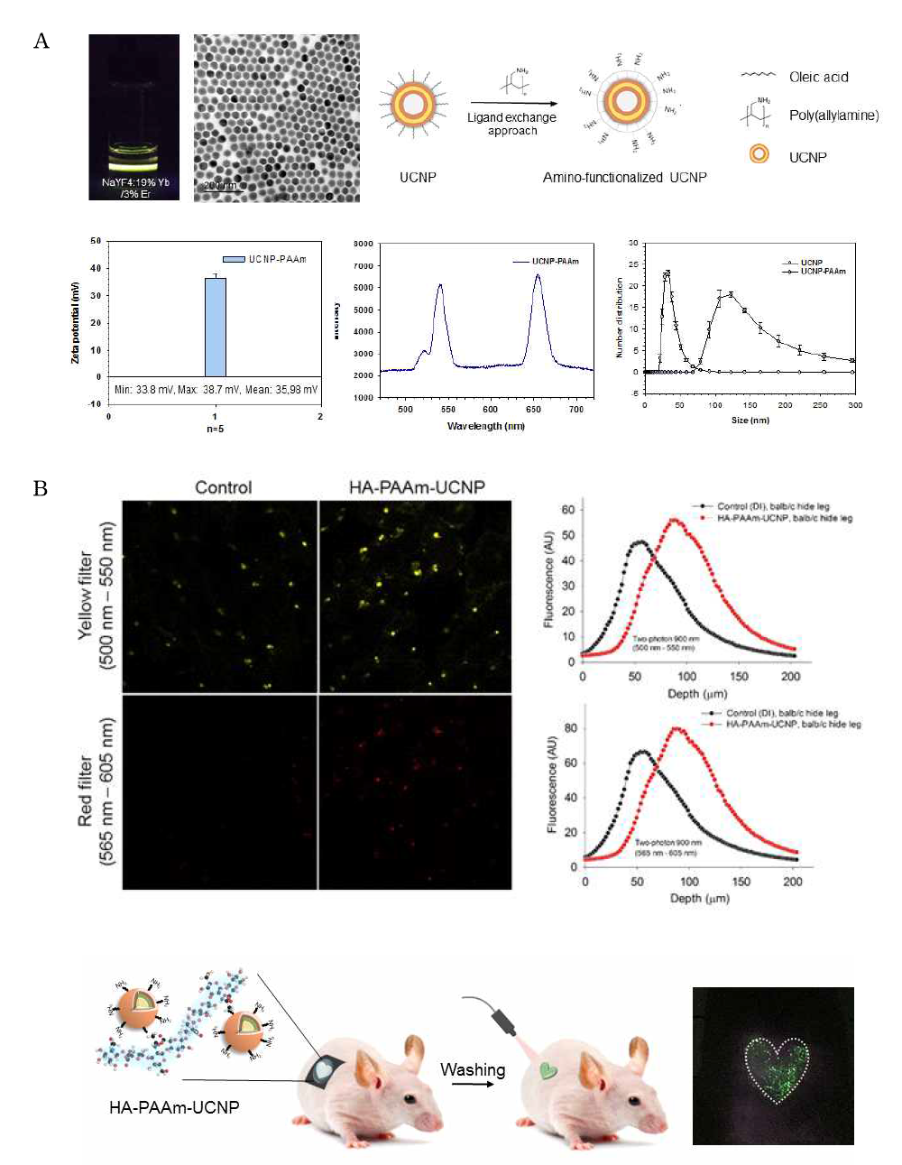 (A) Synthesis and (B) transdermal delivery of HA-UCNP conjugate