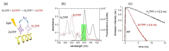 (a) 포피린-펩토이드 복합체에서의 에너지 전달 과정 (b) ZnTPP (에너지 donor)와 H2TPP (에너지 acceptor)의 흡수 및 형광 스펙트럼과 (c) 들뜬상태 동력학 측정 결과 (시분해 형광분광법)
