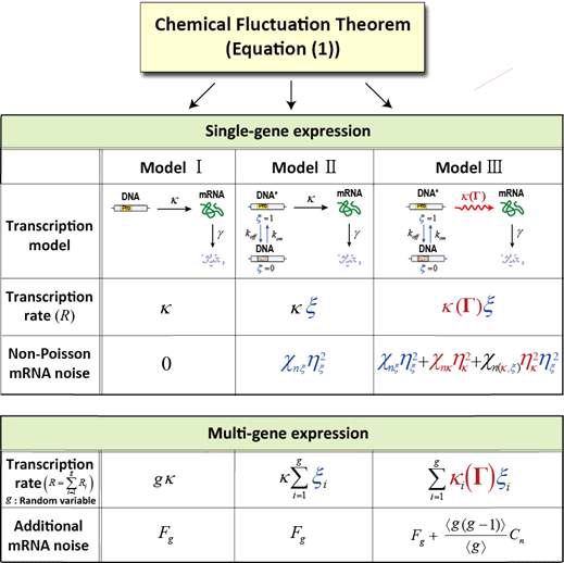 세가지 다른 전사과정 모델에 대한 화학요동법칙(Chemical fluctuation theorem)을 적용한 결과. non-Poisson mRNA noise는 mRNA 개수의 상대분산을 mRNA 평균개수의 역수로 뺀 것을 의미하며 전사 네트워크의 구조와 네트워크를 이루는 개별 반응 동력학에 따라 가장 민감하게 의존한다