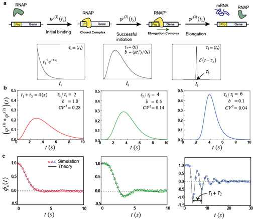 a. repressor가 결합하지 않은 유전자의 전사과정 메카니즘. RNA polymerase(RNAP)가 프로모터DNA와 결합하여 Closed complex를 만드는 초기 결합(initial binding) 일정시간 후 RNAP가 프로모터DNA를 떠나 elongation complex를 만드는 successful initiation. 그리고 RNAP가 mRNA를 합성하는 elongation. 각각의 과정이 한번 일어나는데 걸리는 시간의 확률분포가 상당히 다르다. b. 연속적으로 mRNA가 만들어질 때 시간간격(transcription waiting time)의 확률분포. 평균 시간 간격은 4초. 어느 반응과정이 속도결정단계이냐에 따라 전사 시간 확률분포의 분산이 달라진다. c. 전사속도 계수 k의 시간 상관함수. 전사시간 확률 분포의 요동이 작은 경우 시간상관함수가 주기성을 확연히 보여주게 된다