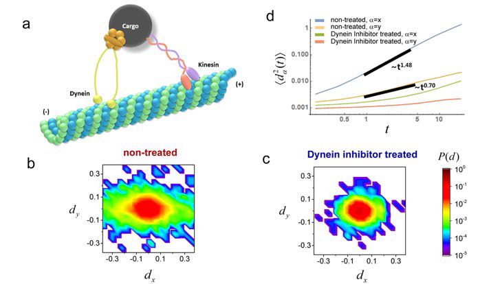 a. 모터단백질인 Kinesin과 Dynein이 microtubule을 따라 물질을 운반하는 모습 (b,c) Dynein이 억제되지 않았을 때와 억제 되었을때의 운반되는 물질이 x,y축 방향으로 움직인 거리의 확률분포 (d) Dynein이 억제되지 않았을 때와 억제 되었을때의 운반되는 물질이 x,y축 방향으로의 평균 제곱 변위