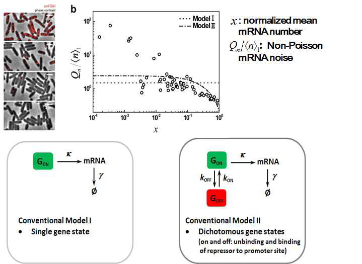 Single molecule fluorescence in situ hybridization (smFISH) 방법을 이용한 E . coli 세포내 lacZ 단일유전자에서 발현된 mRNA 개수의 평균 〈n〉1을 그 최대값으로 나눈 x 와 분산 σ²n,1 을 〈n〉1로 나눈 다음 1/〈n〉1 을 뺀 값인 비포아송 mRNA 잡음(Qn,1/〈n〉1=σ²n,1/〈n〉1-1/〈n〉1). 유전자 발현 유도제인 anhydrotetracycline의 농도를 바꾸어 가며 평균과 분산을 측정한 실험결과 (○)를 기존 모델과 이론으로는 정량적으로 설명하기 어렵다. (점선) 단일 유전자 상태 전사 네트워크 모델 1 (Conventional model 1)에 대한 마스터 방정식 결과 (점-점선) on-off 유전자 상태 전사 네트워크 모델 II (Conventional model II)에 대한 마스터 방정식 결과