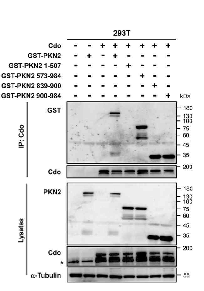 Cdo와 PKN2의 839-984 amino acid간의 결합