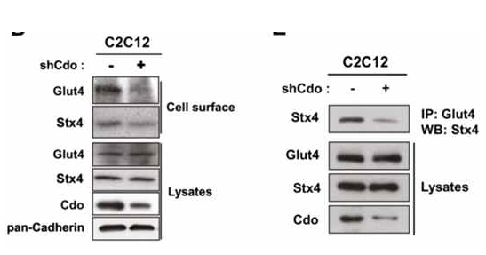 GLUT4의 cell surface 발현양 변화에 Syntaxin4와 Cdo가 미치는 영향