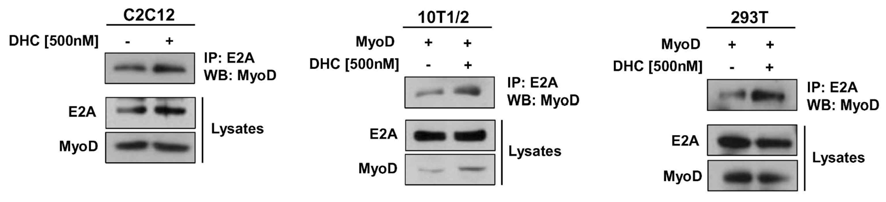 DHC의 MyoD와 E protein의 heterodimerization 증가