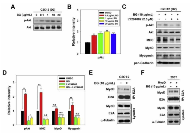 BG의 MyoD와 E protein의 heterodimerization 증가