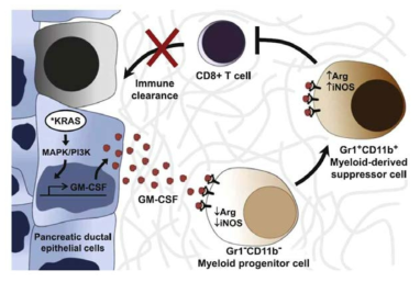 암세포유래 GM-CSF에 의한 MDSC의 활성화
