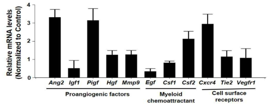 CHTRC1에 의한 혈관내피세포에서의 mRNA 발현양 분석