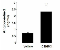 혈관내피세포에서 CTHRC1에 의한 Ang2의 발현 증가 확인