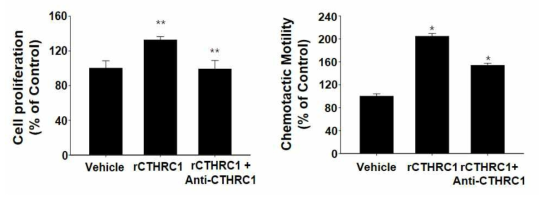 CTHRC1 특이적 중화항체에 의한 혈관내피세포의 세포 특성 분석