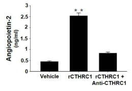CTHRC1 중화항체에 의한 혈관내피세포의 Ang-2 발현양 관찰