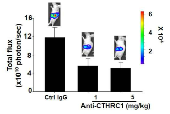 in vivo 상에서의 CTHRC1 특이적 중화항체의 효능 검증