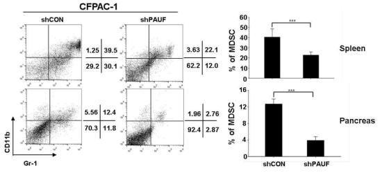 PAUF의 발현을 억제한 세포주에서 MDSC 양의 변화