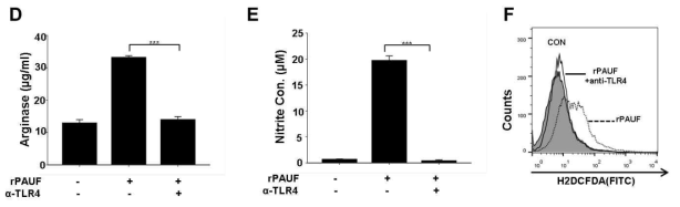 anti-TLR4의 유무에 따른 Arginase, Nitrite, ROS의 발현양 변화