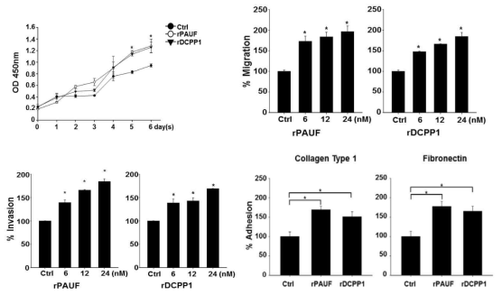 재조합 DCPP1, PAUF에 의한 암세포주 특성 변화 분석