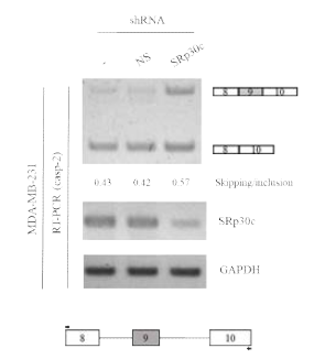 SRp30c knock-down 실험