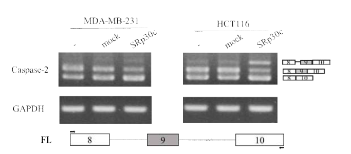 SRp30c overexpression 실험