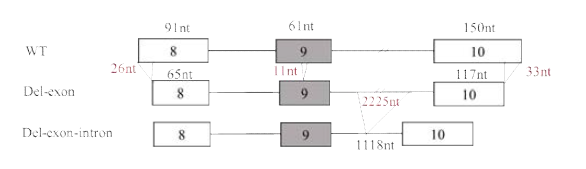 Caspase-2 exon deletion construct