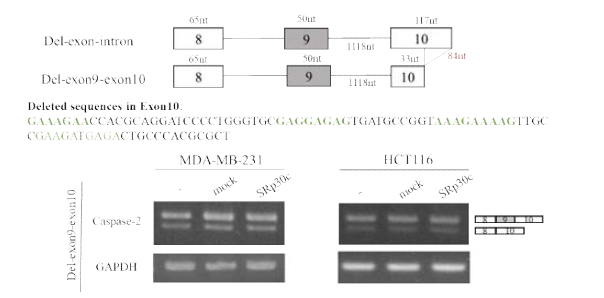 SRp30c 결합 특이적 deletion construct와 SRp30c의 overexpression 실험