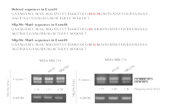 SRp30c 결합 특이적 point muation construct와 SRp30c의 overexpression 실험