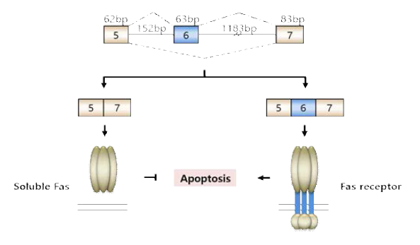 Fas의 alternative splicing