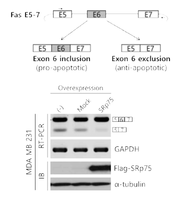 SRp75와 overexpression 실험