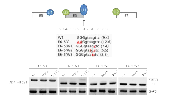 Fas exon 6의 5`splice site mutation