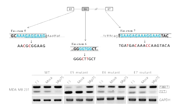 SRp75의 potential binding site mutation