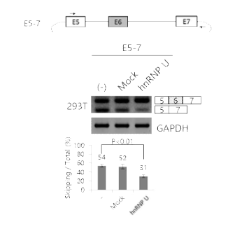 hnRNP U의 overexpression 실험