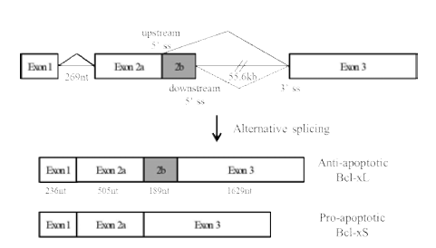 Bcl-x의 alternative splicing