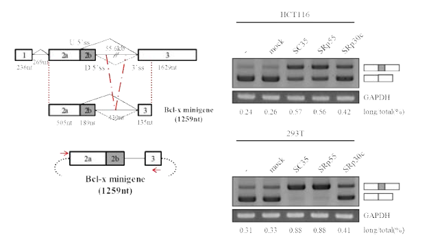 Bcl-x mini-gene과 SC35, SRp55, SRp30c의 overexpression 실험