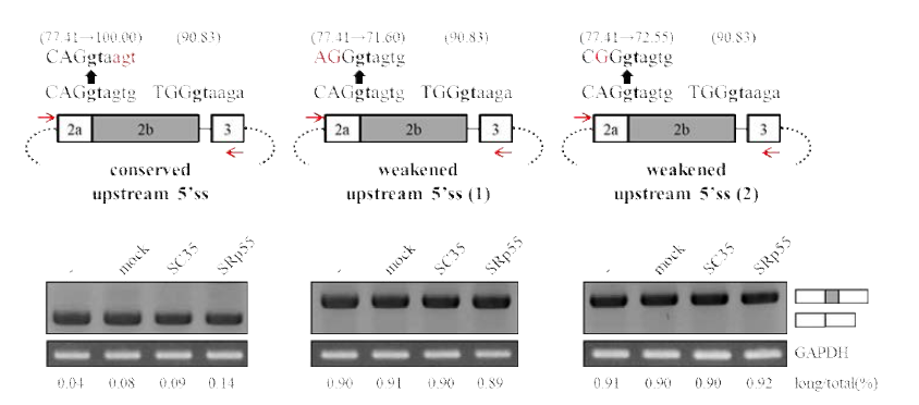 Upstream 5`splice site mutation 실험