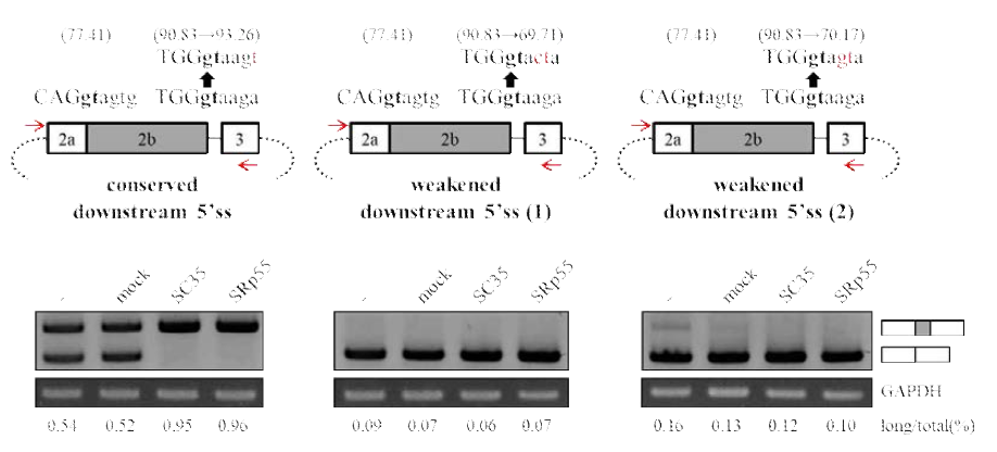 Downstream 5`splice site mutation 실험